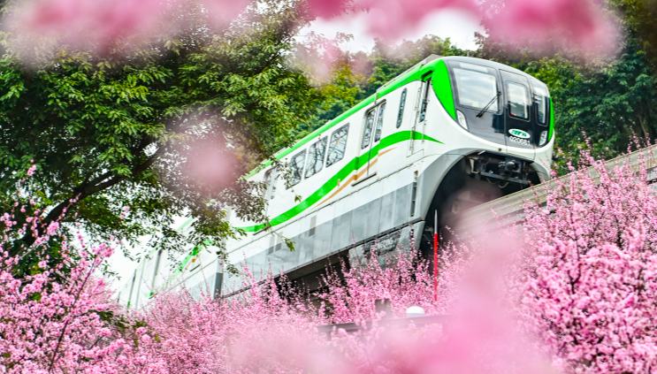 今年も重慶で「春に向かう列車」が運行                    重慶市の人気撮影スポットとして、毎年春が到来する2月になると、重慶軌道交通2号線の仏図関区間において、「春に向かう列車」が運行される。詳細>
