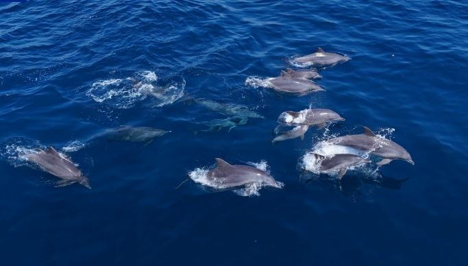 海南省・三亜蜈支洲島の近海にイルカの群れ                    海南省の三亜蜈支洲島観光エリアで、風も波もほとんどなく、穏やかだった今月24日午前11時26分、客を乗せて海に出ていたパラセーリング船の船長・譚章躍さんが、近くの海面で波しぶきが上がっているのを発見。詳細>