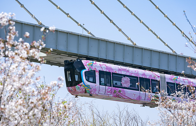 満開を迎えた武漢光谷モノレール沿線の桜　湖北省