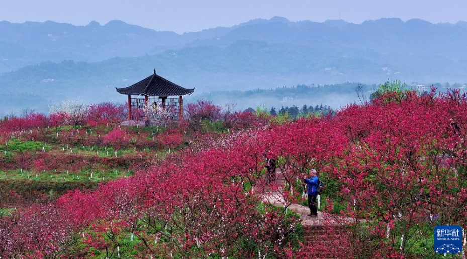 中国各地で花がほころび始め、春到来