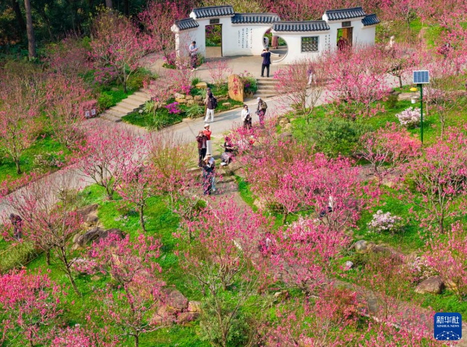 中国各地で花がほころび始め、春到来