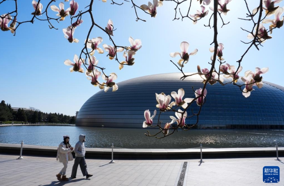 春風が吹き、モクレンが開花　北京