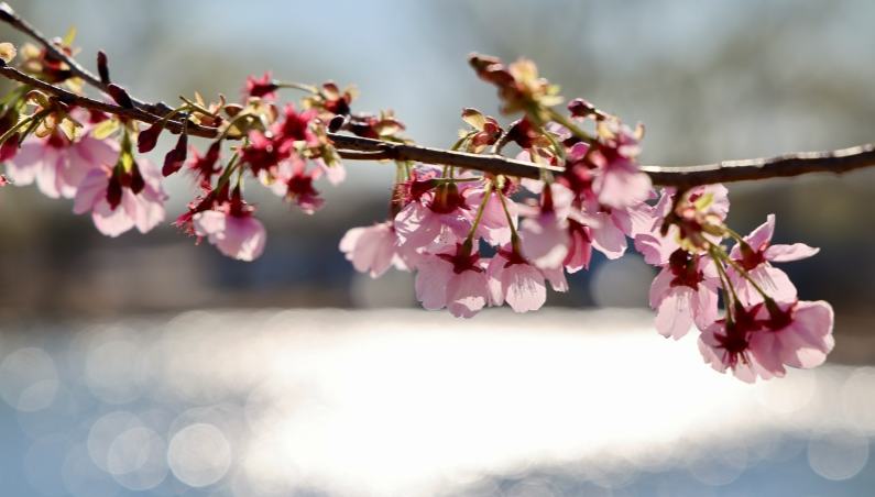 北京市の玉淵潭公園で桜文化フェスティバルが開幕                    春うららかな季節となり、北京市の玉淵潭公園では、桜文化フェスティバルが開幕した。5月中旬まで開催される。詳細>