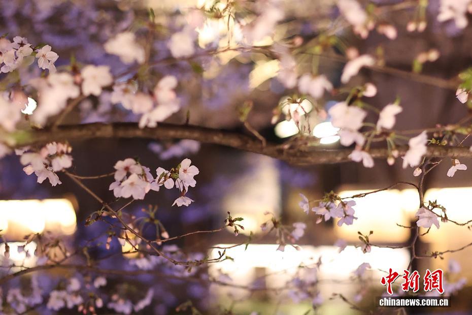 都市の川辺を彩る夜桜　江蘇省南京
