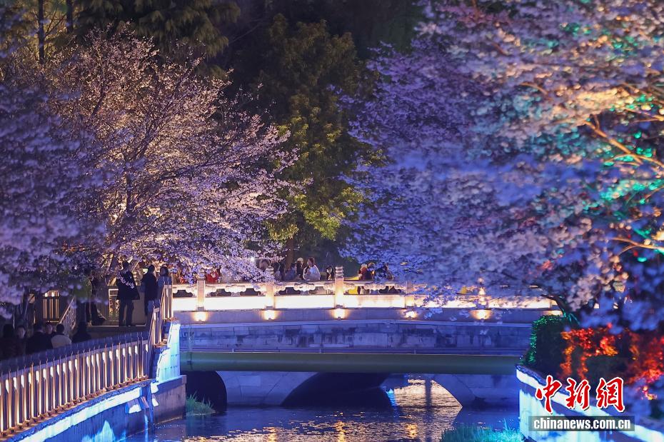 都市の川辺を彩る夜桜　江蘇省南京