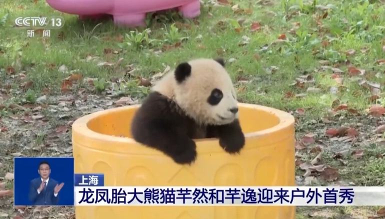 上海野生動物園の双子パンダが屋外活動をスタート                    上海野生動物園で昨年8月に生まれた双子のジャイアントパンダ「芊然（チエンラン）」と「芊逸（チエンイー）」が先ごろ生後7ヶ月を迎えた。2頭がより自然環境に適応できるようにするため、動物園は今月25日から屋外での活動をスケジュールに加えた。詳細>