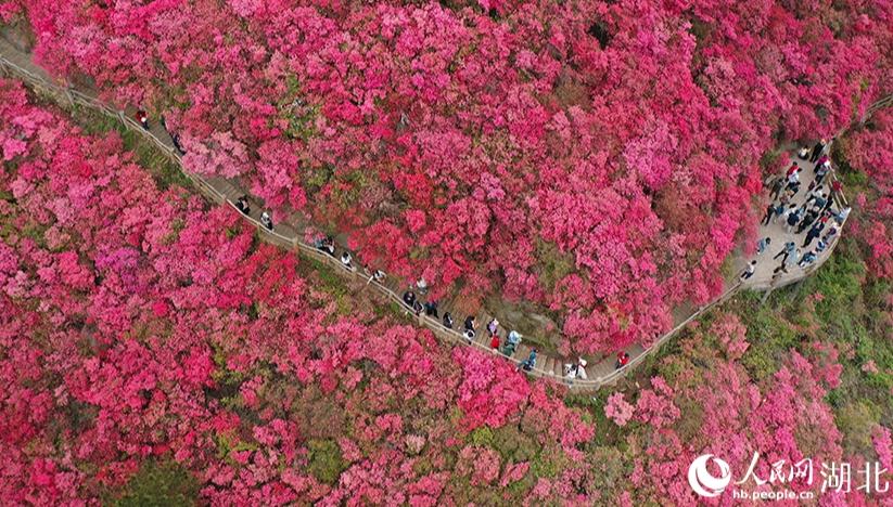 木蘭雲霧山を覆うように一面のツツジが開花　湖北省武漢                    湖北省武漢市に位置する木蘭雲霧山の面積1万ムー（約667ヘクタール）の野生のツツジが次々と開花を迎え、山全体を赤く彩るような春の美しい景観が広がっている。詳細>