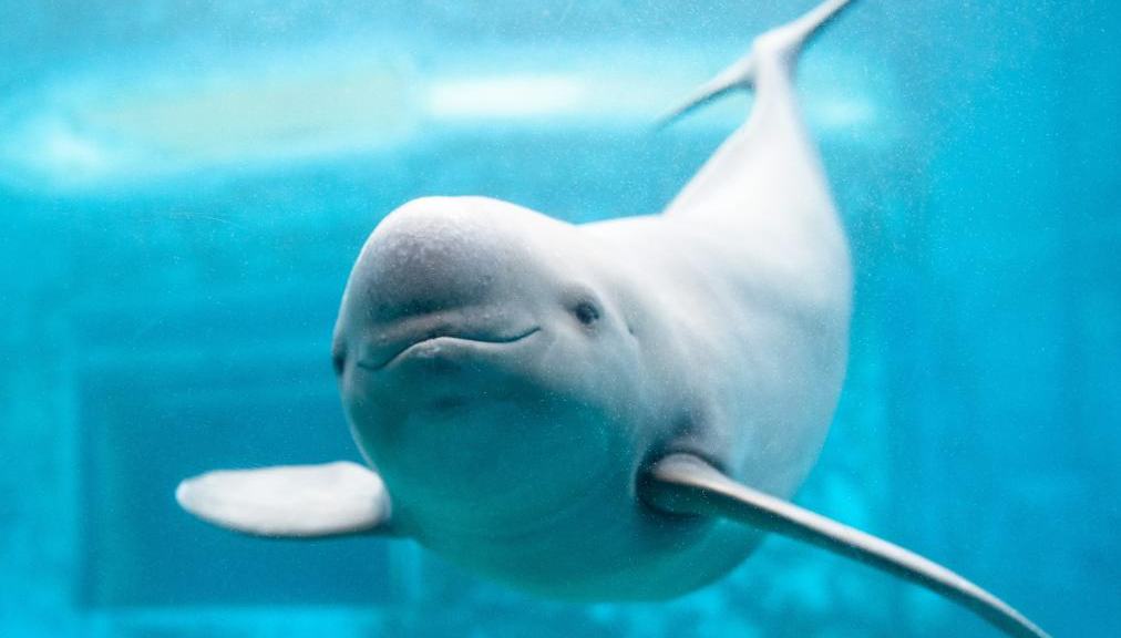 長江スナメリが武漢市のご当地キャラクターに                    今月8日に開かれた湖北省武漢市第15期人民代表大会常務委員会第33回会議で、「武漢市人民代表大会常務委員会の長江スナメリをご当地キャラクターにすることに関する決定」が可決された。詳細>