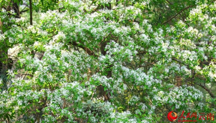 古木107本が満開迎え、雪が積もっているような白い花の絶景　雲南省                    雲南省昆明市石林彝（イ）族自治県圭山鎮糯黒村にある密枝林・杜鵑山・子羌伯山の核心エリア3ヶ所では、4月になると、流蘇樹（モクセイ科の落葉高木）が最も美しい季節を迎え、107本の流蘇樹の古木が白い花を咲かせて、まるで枝に雪が積もったように見える絶景が広がる。詳細>