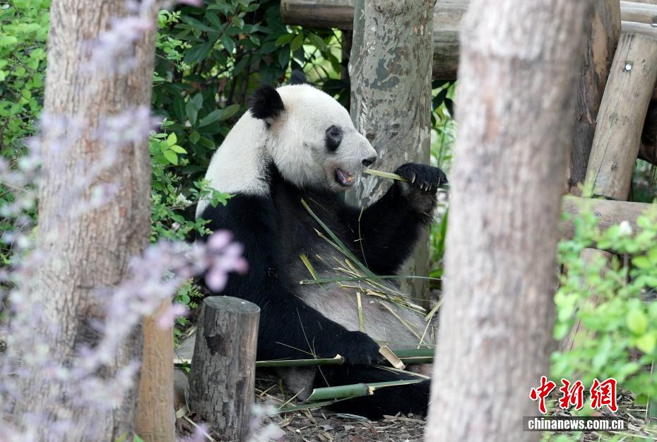 日本から戻ったジャイアントパンダ「浜ファミリー」の暮らしぶり　四川省