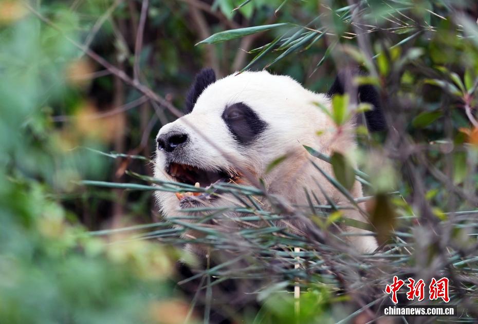 日本から戻ったジャイアントパンダ「浜ファミリー」の暮らしぶり　四川省