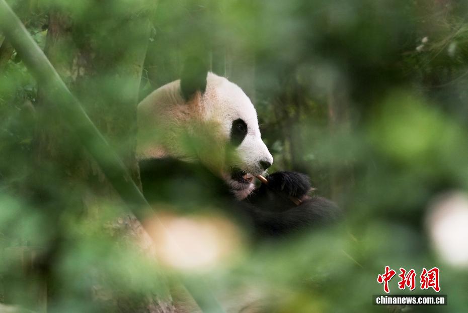 日本から戻ったジャイアントパンダ「浜ファミリー」の暮らしぶり　四川省