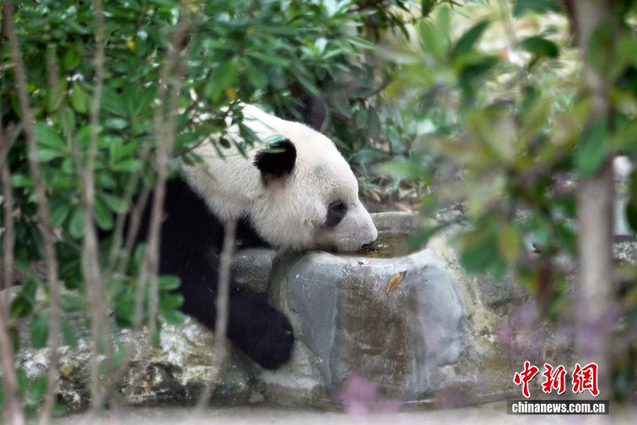 日本から戻ったジャイアントパンダ「浜ファミリー」の暮らしぶり　四川省