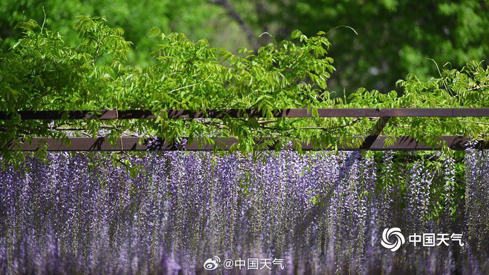 玉淵潭公園で見頃を迎えたフジの花　北京