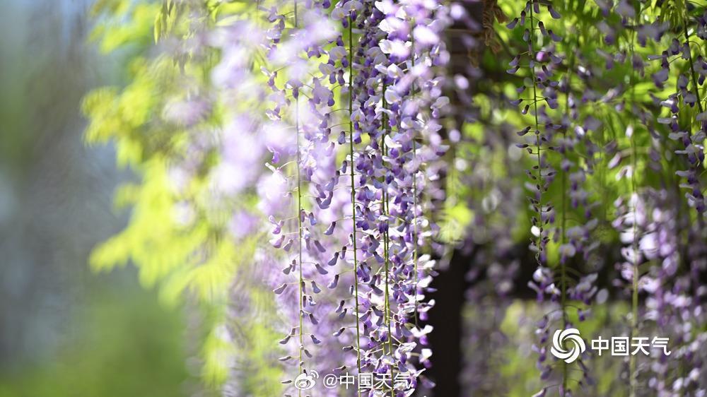 玉淵潭公園で見頃を迎えたフジの花　北京