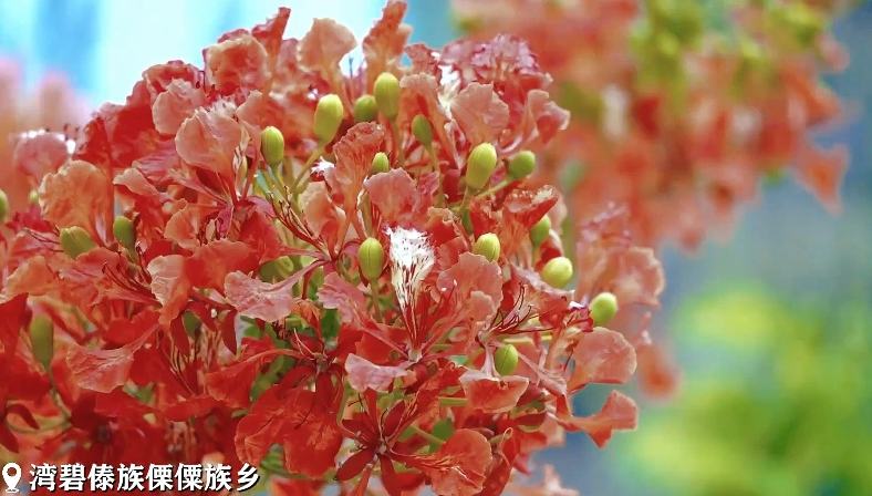 雲南省でホウオウボクの花が満開となり紅の霞のような絶景                    金沙江のほとりに位置する雲南省楚雄州大姚県湾碧郷では、ホウオウボクが枝いっぱいに赤い花を咲かせ、燃え上がる炎のようでもあり、紅の霞に覆われているようにも見える。詳細>
