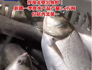 「砂漠産」の新鮮な水産物　新疆第1四半期水産物の生産量は2.6万トンに