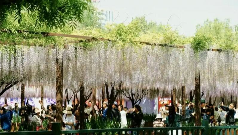 北京でフジの花が満開に                    4月末となり、春も半ばを過ぎたものの、まだまだ美しい花を楽しむことができる。北京の玉淵潭公園では、最も人気の桜の花はすでに散ったものの、もう一つ春限定のロマンチックな景色を演出するフジの花が満開となり、見頃を迎えている。詳細>