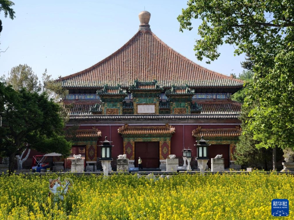 満開の菜の花が彩る北京の北海公園