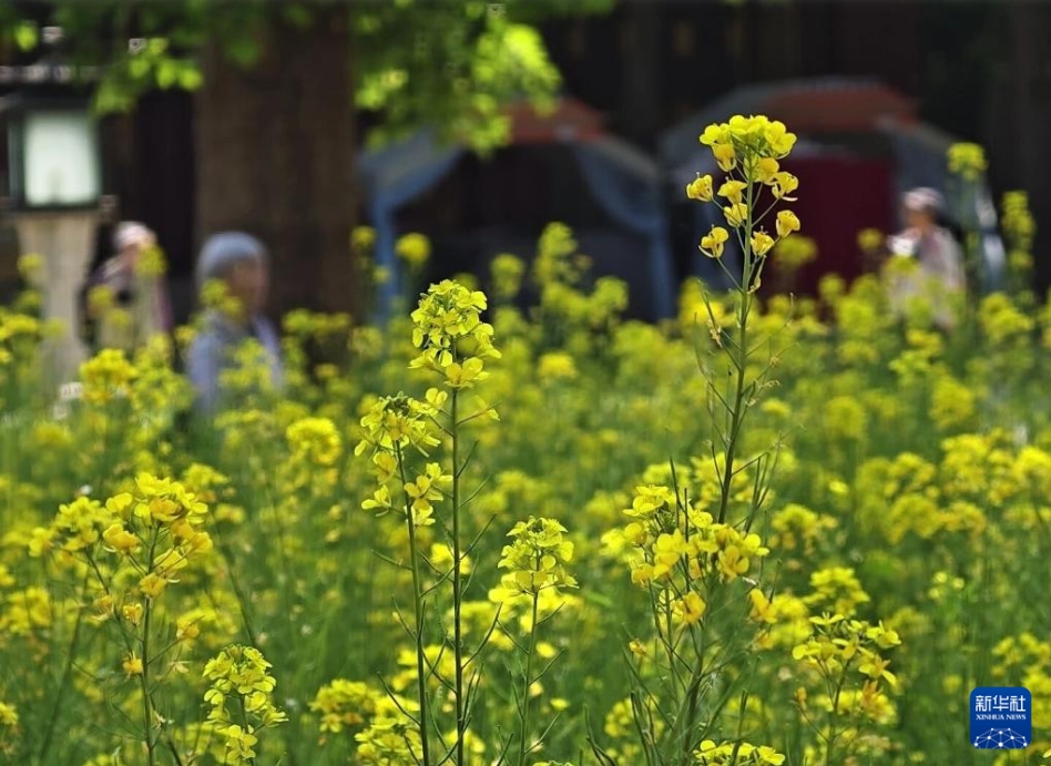 満開の菜の花が彩る北京の北海公園