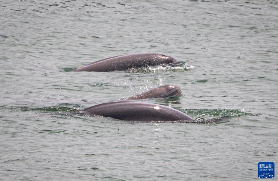 しなやかに泳ぐ長江スナメリ　湖北省宜昌