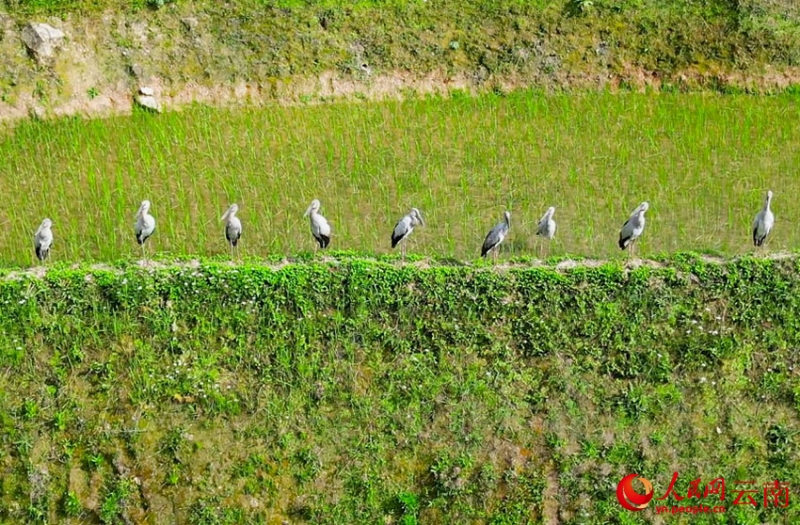 棚田の上空をコウノトリが舞う雲南省紅河県