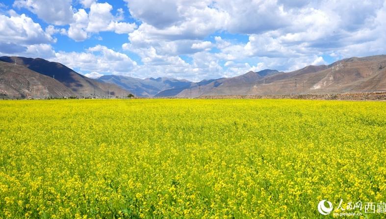 西蔵・墨竹工卡県の地域経済を活性化させる菜の花                    本格的な夏を迎えている西蔵自治区拉薩（ラサ）市墨竹工卡（メルド・グンカル）県では、今年も約667ヘクタールの菜の花畑が一面黄色に染まり、多くの観光客を呼び寄せているだけでなく、この美しい菜の花が地域経済を活性化させている。詳細>