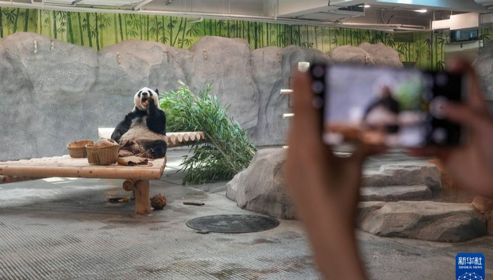 <b北京動物園のパンダが新居に引越し                    北京動物園のパンダ新館が今月15日にお披露目され、16日から一般公開されている。詳細>