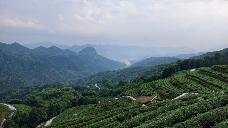 江口県太平鎮の七姉妹茶園(撮影・常沙)。