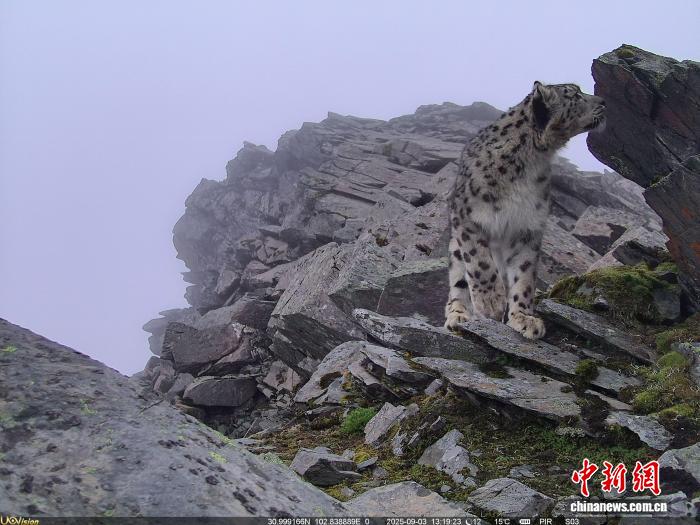 赤外線カメラが撮影したユキヒョウ（画像提供・四川省四姑娘山国家級自然保護区）。