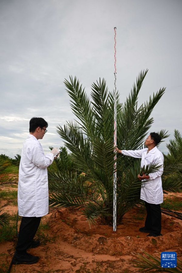 UAEのナツメヤシ、中国の熱帯・亜熱帯地域で栽培を拡大