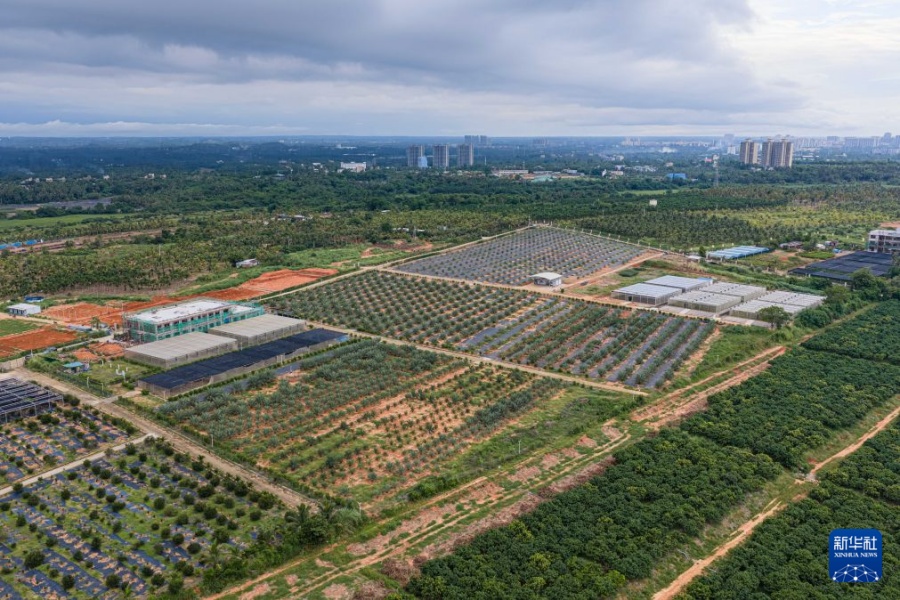 UAEのナツメヤシ、中国の熱帯・亜熱帯地域で栽培を拡大