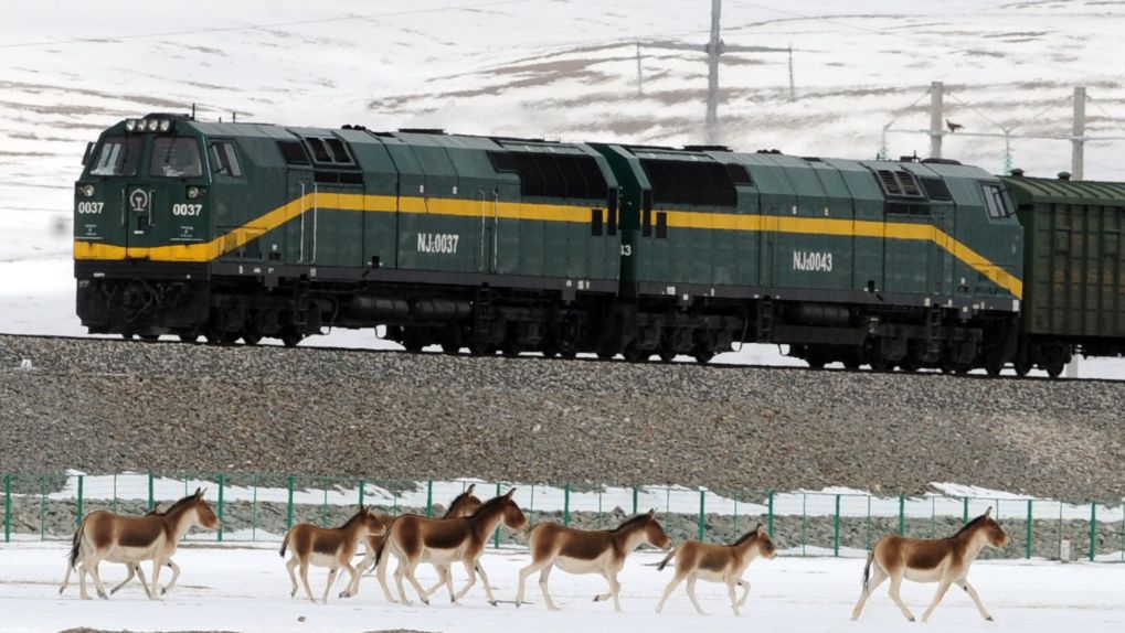 2009年10月24日、青蔵鉄道の沿線を移動するチベットノロバの群れ（撮影・侯徳強）。