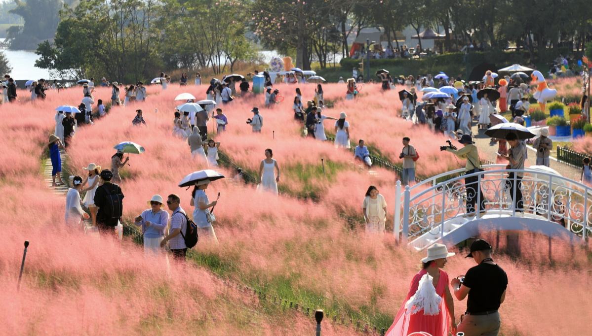 3.1万平方メートルのピンクミューリーが満開に　広西の南寧園博園でイベント開催中                    広西壮（チワン）族自治区の南寧園博園で9月12日から10月11日までの1ヶ月間、第5回「ピンクミューリーのシーズンに会いましょう」をテーマにしたピンクミューリーの花祭りが開催されている。今回のイベントは、3万1000平方メートルのピンクミューリーの花畑を中心に、花の海エリア、花鏡エリア、童話エリア、休憩エリアを設置。市民や観光客が花畑を没入型で観賞し、自然の中でレジャーを楽しむことができるようになっている。詳細>