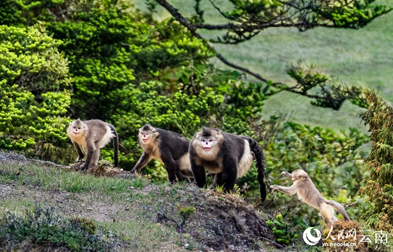 ウンナンシシバナザル300匹以上が一斉に移動、山を越える壮観な光景