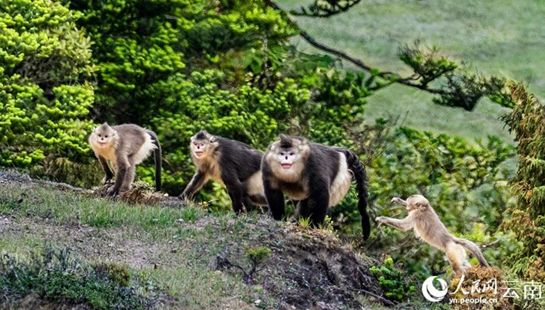 ウンナンシシバナザル300匹以上が一斉に移動、山を越える壮観な光景           秋が深まる雲南省大理白（ペー）族自治州雲竜県にある雲南雲竜天池国家級自然保護区の竜馬山エリアにおいて先ごろ、保護区の職員がウンナンシシバナザルの群れが一斉に山を越える貴重な映像の撮影に成功した。詳細>