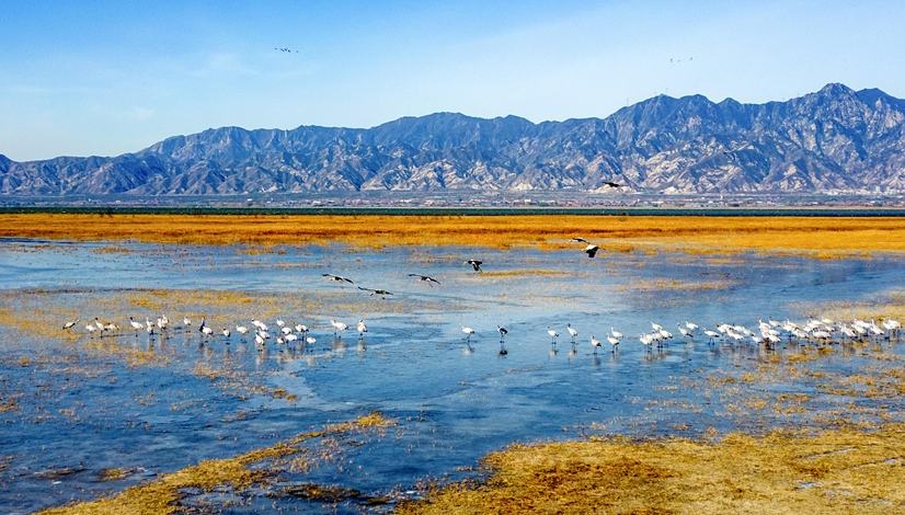 北京の野鴨湖湿地がIUCNのグリーンリストに登録           北京市の野鴨湖湿地自然保護区が先ごろ、国際自然保護連合（IUCN）のグリーンリストに登録された。詳細>
